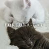 【売上を医学研究寄付】猫パールリングレディースK10ゴールド【fortuna-cat-rフォルトゥナ・キャットリング】淡水パールアコヤ真珠黒真珠ダイヤモンドアミュレット真珠パールかわいい大人可愛いアクセサリーネコねこグッズ猫雑貨プレゼント