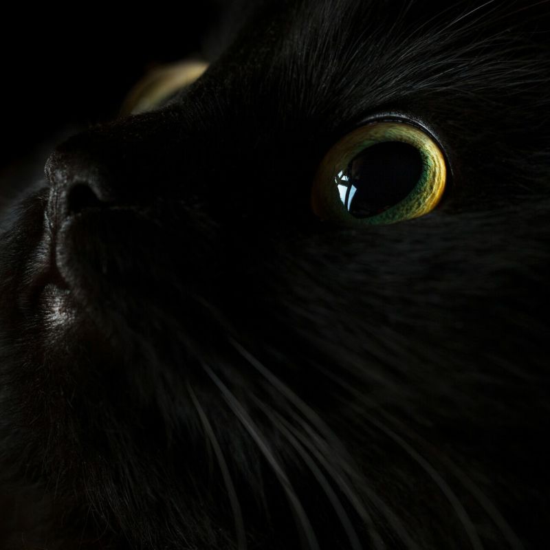 【売上を医学研究寄付】猫パールリングレディースK10ゴールド【fortuna-cat-rフォルトゥナ・キャットリング】淡水パールアコヤ真珠黒真珠ダイヤモンドアミュレット真珠パールかわいい大人可愛いアクセサリーネコねこグッズ猫雑貨プレゼント