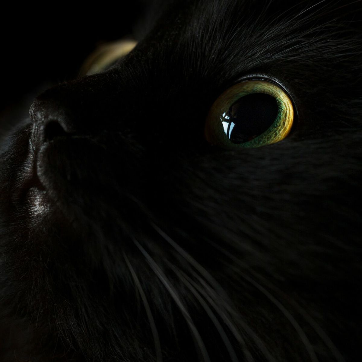 【売上を医学研究寄付】猫パールリングレディースK10ゴールド【fortuna-cat-rフォルトゥナ・キャットリング】淡水パールアコヤ真珠黒真珠ダイヤモンドアミュレット真珠パールかわいい大人可愛いアクセサリーネコねこグッズ猫雑貨プレゼント