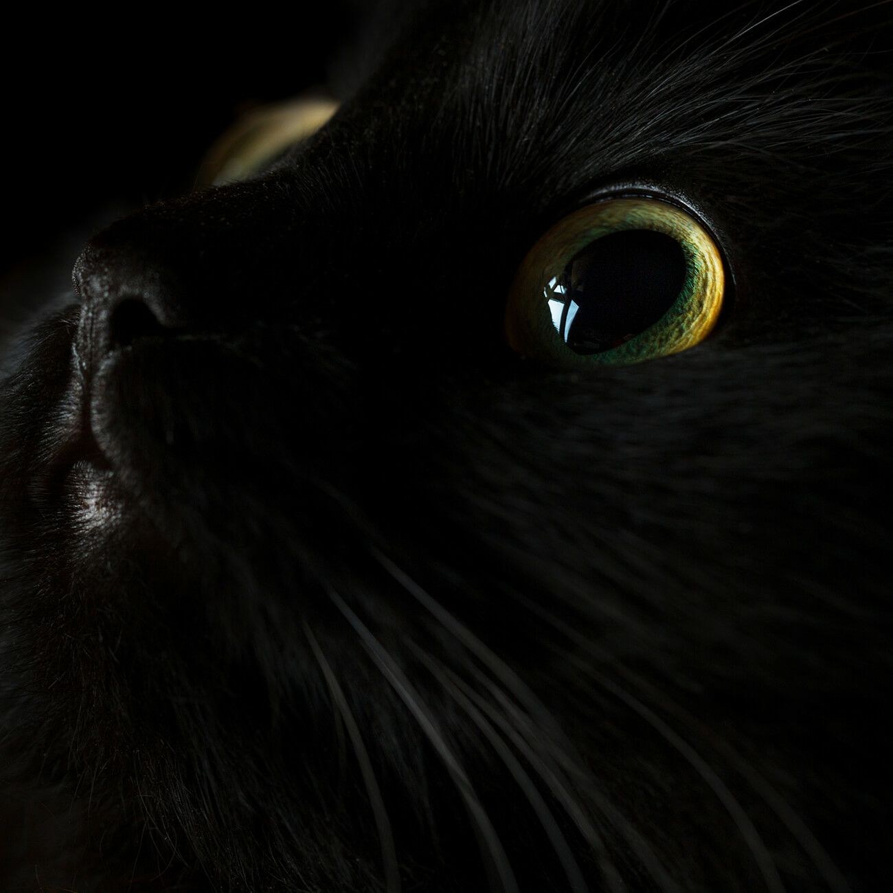 【売上を医学研究寄付】猫パールリングレディースK10ゴールド【fortuna-cat-rフォルトゥナ・キャットリング】淡水パールアコヤ真珠黒真珠ダイヤモンドアミュレット真珠パールかわいい大人可愛いアクセサリーネコねこグッズ猫雑貨プレゼント